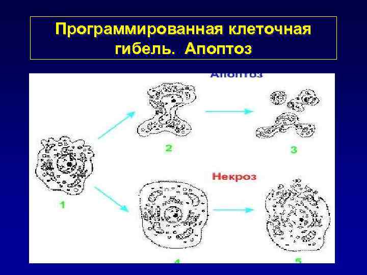 Программированная клеточная гибель. Апоптоз 