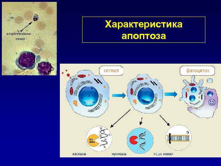 Характеристика апоптоза 