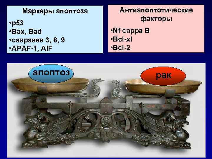 Маркеры апоптоза • p 53 • Bax, Bad • caspases 3, 8, 9 •