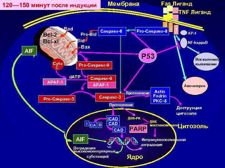 Fas Лиганд Мембрана 120— 150 минут после индукции Caspase-8 Pro-Caspase-8 TRAD Pro-Bid FAD D