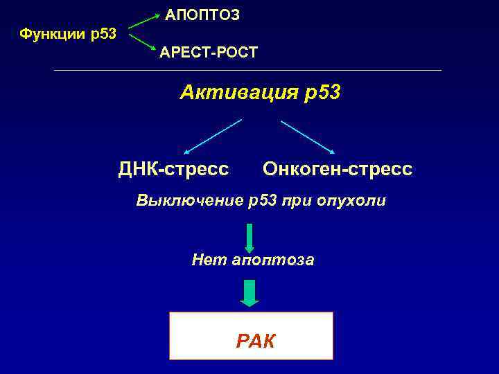 АПОПТОЗ Функции р53 АРЕСТ-РОСТ Активация р53 ДНК-стресс Онкоген-стресс Выключение р53 при опухоли Нет апоптоза