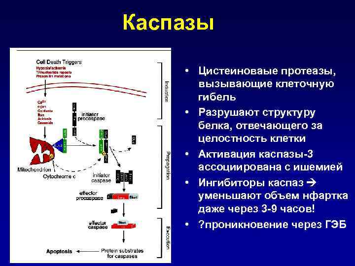 Каспазы • Цистеиноваые протеазы, вызывающие клеточную гибель • Разрушают структуру белка, отвечающего за целостность