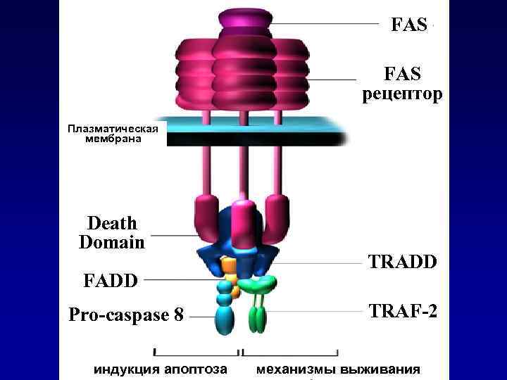 FAS рецептор Плазматическая мембрана Death Domain FADD Pro-caspase 8 индукция апоптоза TRADD TRAF-2 механизмы