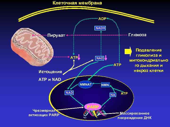 Клеточная мембрана ADP NADH Глюкоза Пируват ATP NAD ATP Истощение Подавление гликолиза и митохондриально