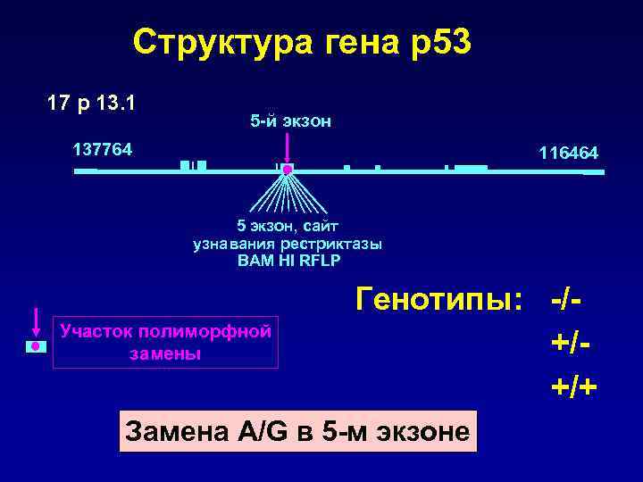 Структура гена р53 17 р 13. 1 5 -й экзон 137764 116464 5 экзон,