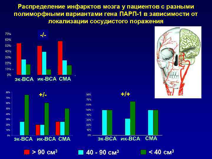 Распределение инфарктов мозга у пациентов с разными полиморфными вариантами гена ПАРП-1 в зависимости от