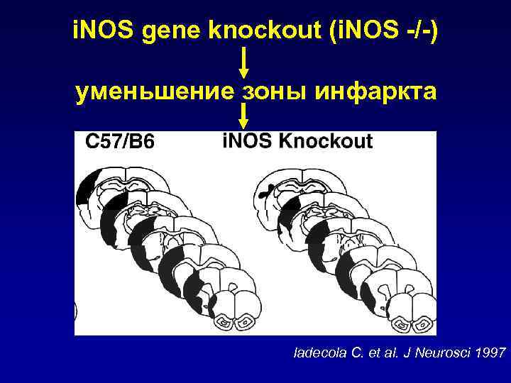 i. NOS gene knockout (i. NOS -/-) уменьшение зоны инфаркта Iadecola C. et al.