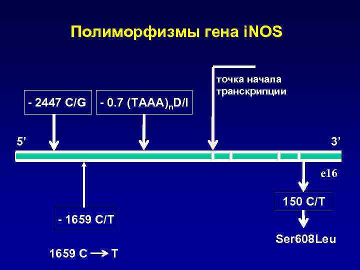 Полиморфизмы гена i. NOS - 2447 C/G - 0. 7 (TAAA)n. D/I точка начала