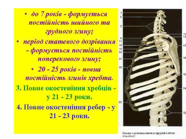  • до 7 років - формується постійність шийного та грудного згину; • період