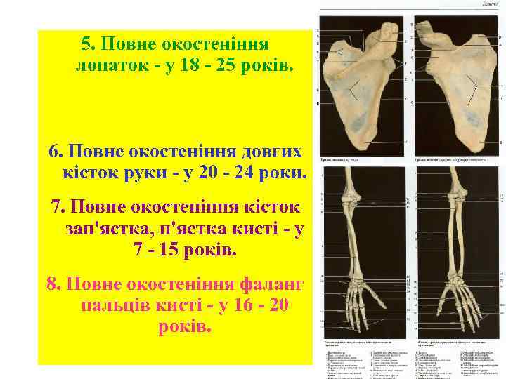 5. Повне окостеніння лопаток - у 18 - 25 років. 6. Повне окостеніння довгих