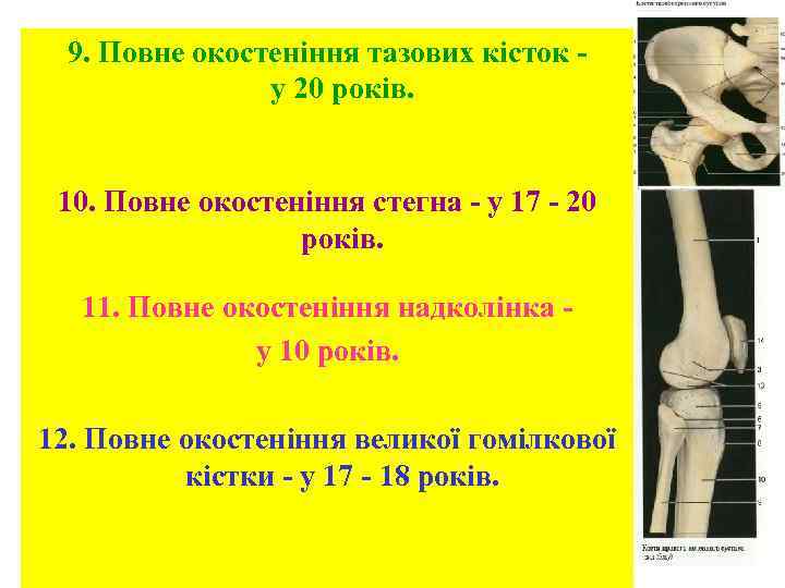 9. Повне окостеніння тазових кісток у 20 років. 10. Повне окостеніння стегна - у