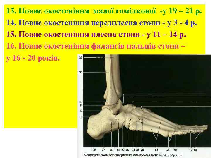 13. Повне окостеніння малої гомілкової -у 19 – 21 р. 14. Повне окостеніння передплесна