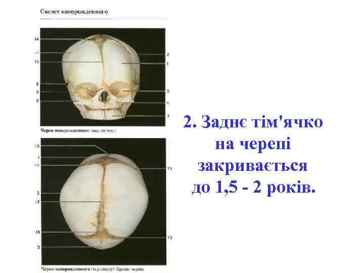 2. Заднє тім'ячко на черепі закривається до 1, 5 - 2 років. 