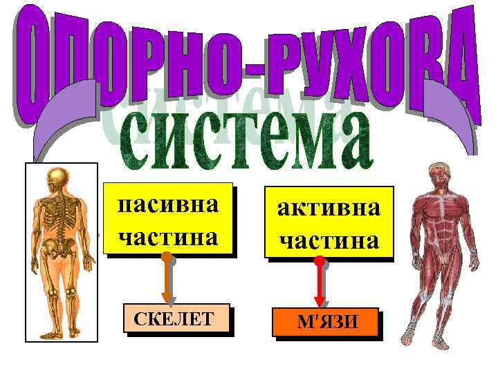 пасивна частина СКЕЛЕТ активна частина М′ЯЗИ 