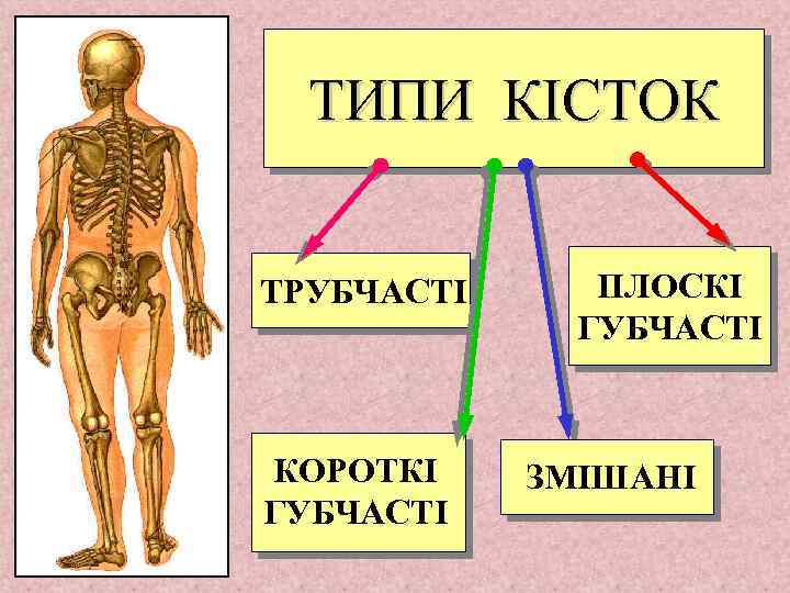 ТИПИ КІСТОК ТРУБЧАСТІ КОРОТКІ ГУБЧАСТІ ПЛОСКІ ГУБЧАСТІ ЗМІШАНІ 