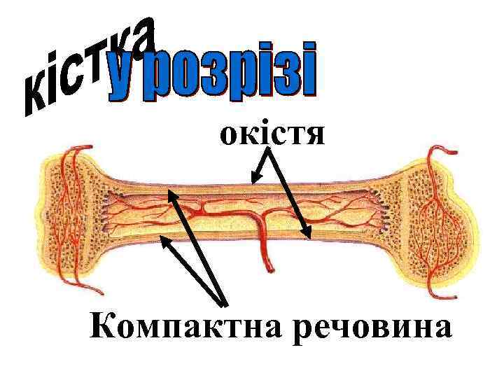 окістя Компактна речовина 