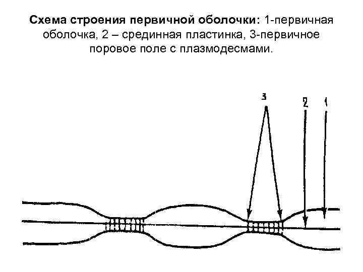 Схема строения первичной оболочки: 1 -первичная оболочка, 2 – срединная пластинка, 3 -первичное поровое