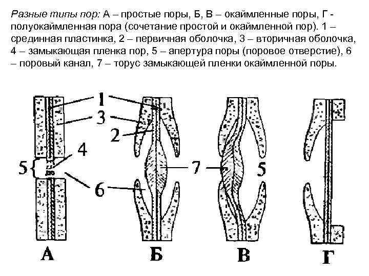 Функция поры. Строение окаймленной поры. Полуокаймленная пора строение. Типы пор в клеточной оболочки растения. Простые и окаймленные поры растительной клетки.