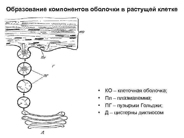 Образование компонентов оболочки в растущей клетке • • КО – клеточная оболочка; Пл –
