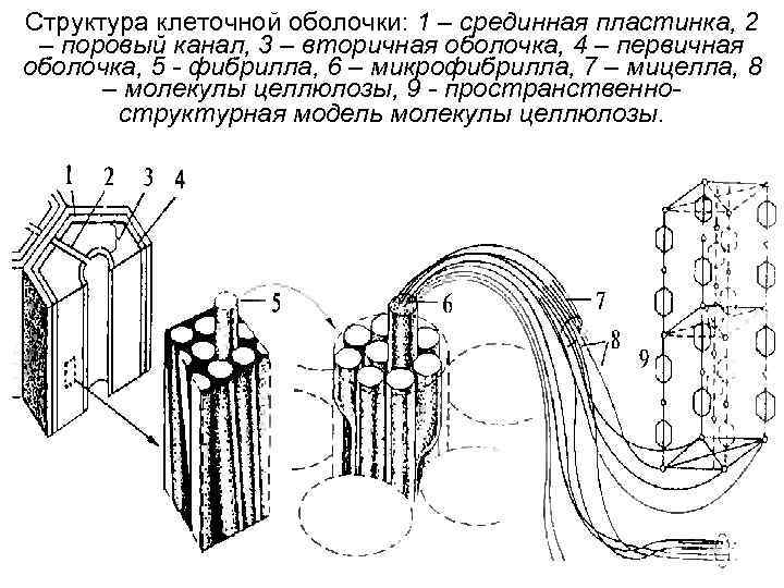 5 клеточная стенка оболочка. Строение клеточной оболочки формула. Микрофибриллы клеточной оболочки. Микрофибриллы растительной клетки. Первичная и вторичная клеточная оболочка схема.