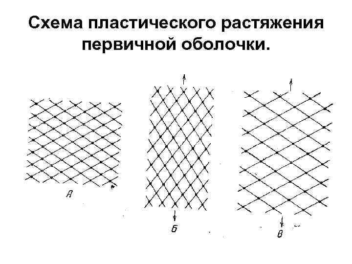 Схема пластического растяжения первичной оболочки. 