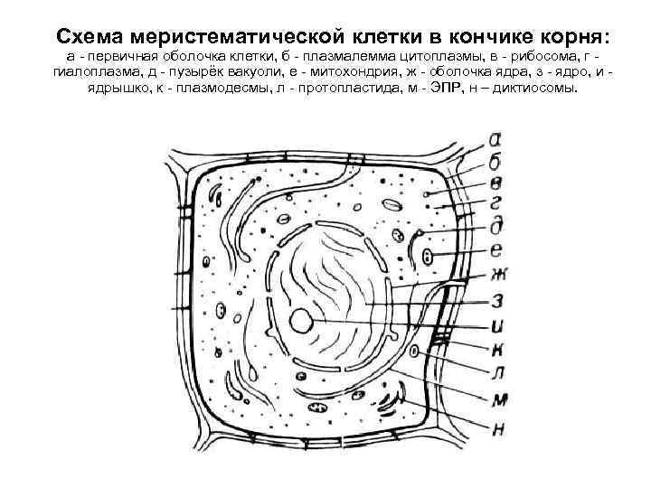 Схема меристематической клетки в кончике корня: а - первичная оболочка клетки, б - плазмалемма