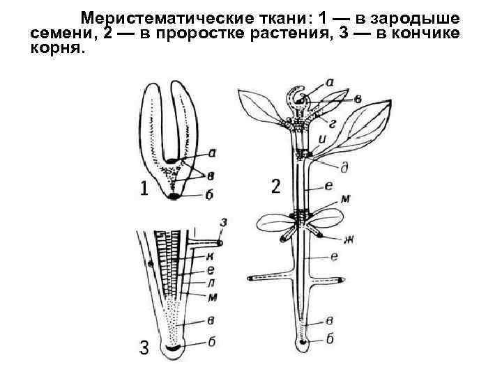 Меристематические ткани: 1 — в зародыше семени, 2 — в проростке растения, 3 —