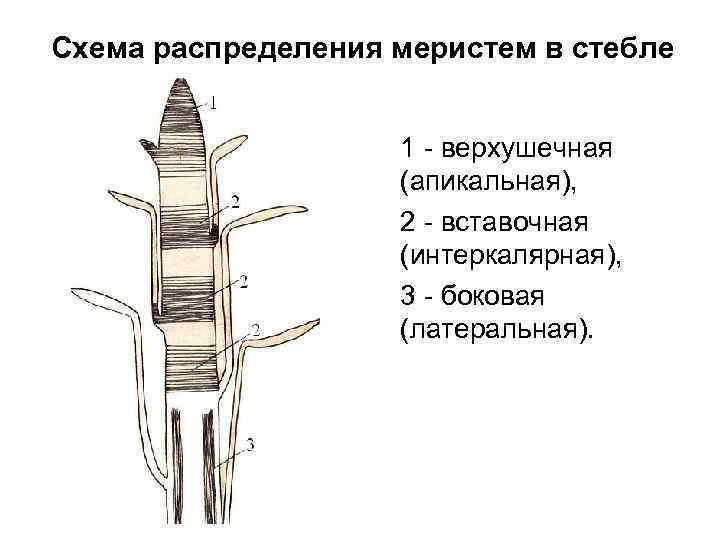Схема распределения меристем в стебле 1 - верхушечная (апикальная), 2 - вставочная (интеркалярная), 3