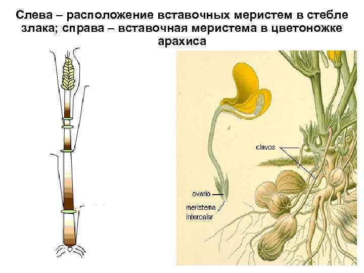 Слева – расположение вставочных меристем в стебле злака; справа – вставочная меристема в цветоножке