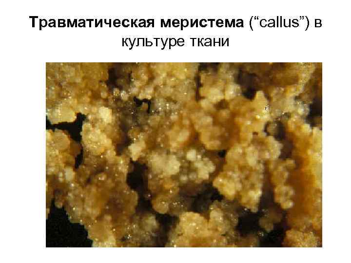 Травматическая меристема (“callus”) в культуре ткани 