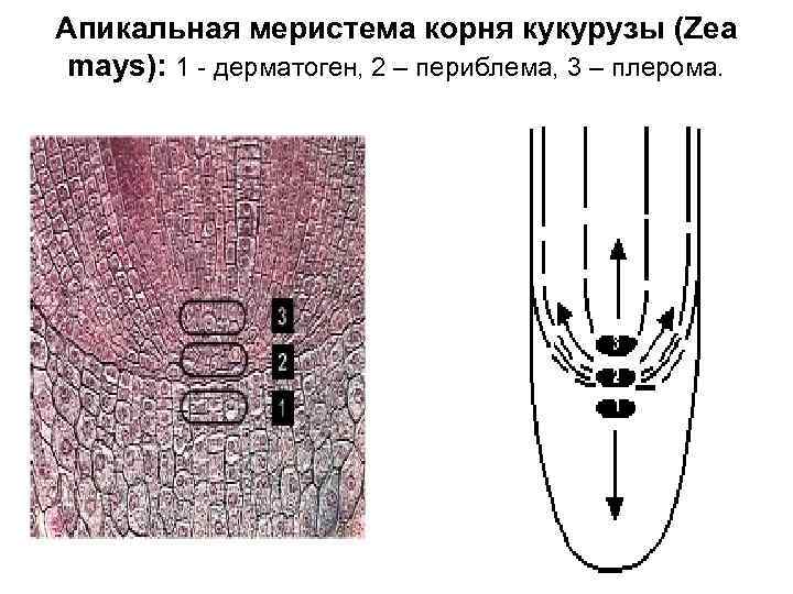 Апикальная меристема корня кукурузы (Zea mays): 1 - дерматоген, 2 – периблема, 3 –