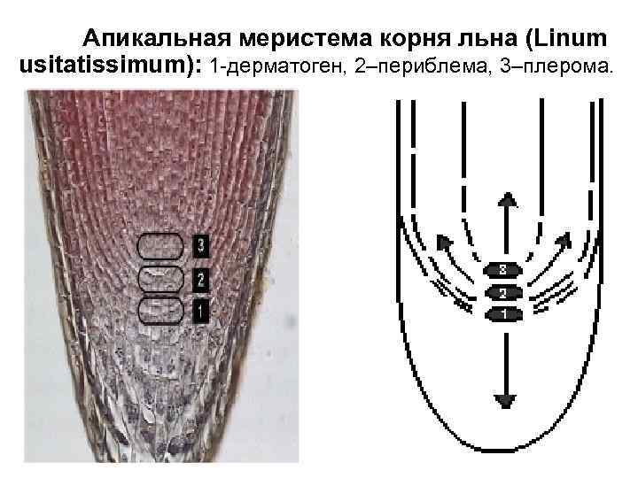 Апикальная меристема корня льна (Linum usitatissimum): 1 -дерматоген, 2–периблема, 3–плерома. 