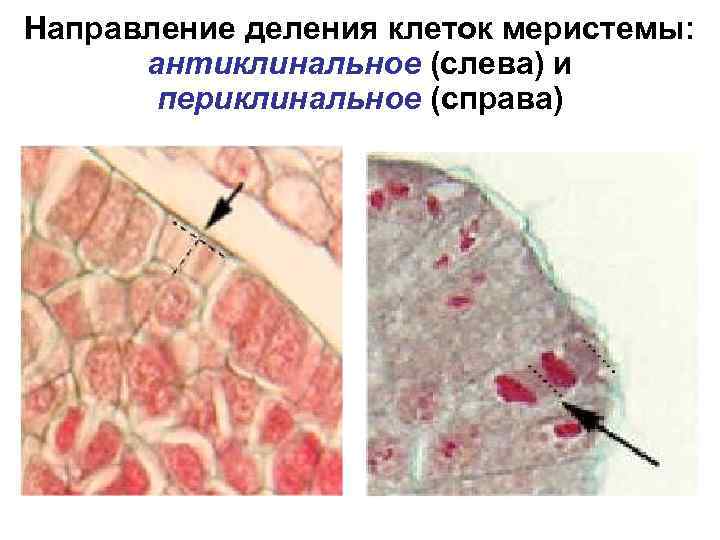 Направление деления клеток меристемы: антиклинальное (слева) и периклинальное (справа) 