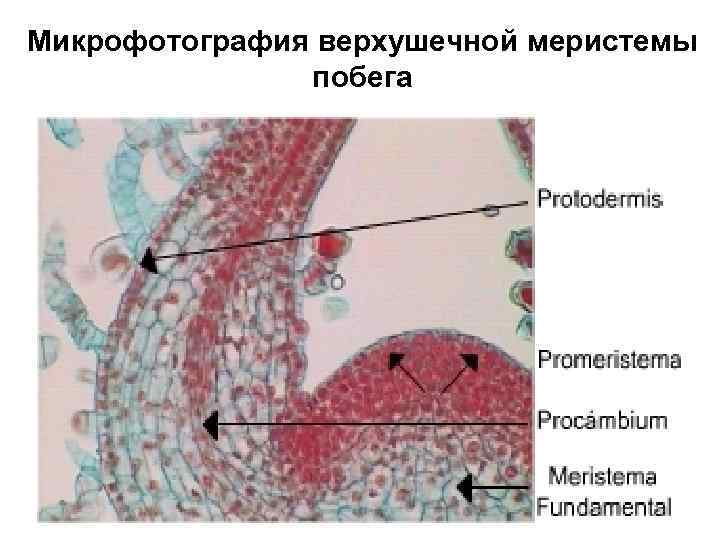 Микрофотография верхушечной меристемы побега 