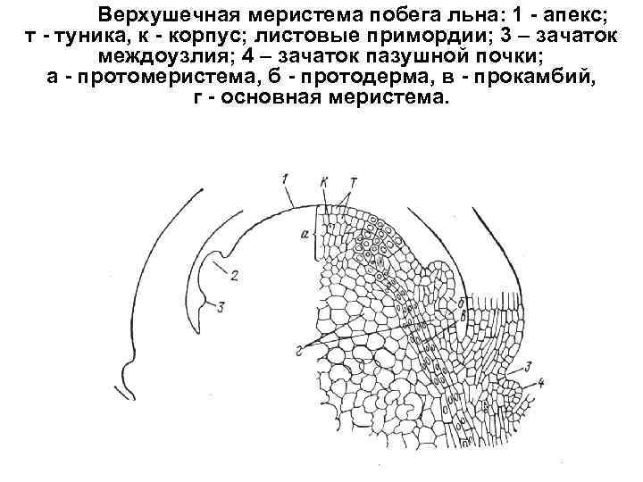 Верхушечная меристема побега льна: 1 - апекс; т - туника, к - корпус; листовые