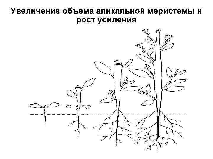 Увеличение объема апикальной меристемы и рост усиления 