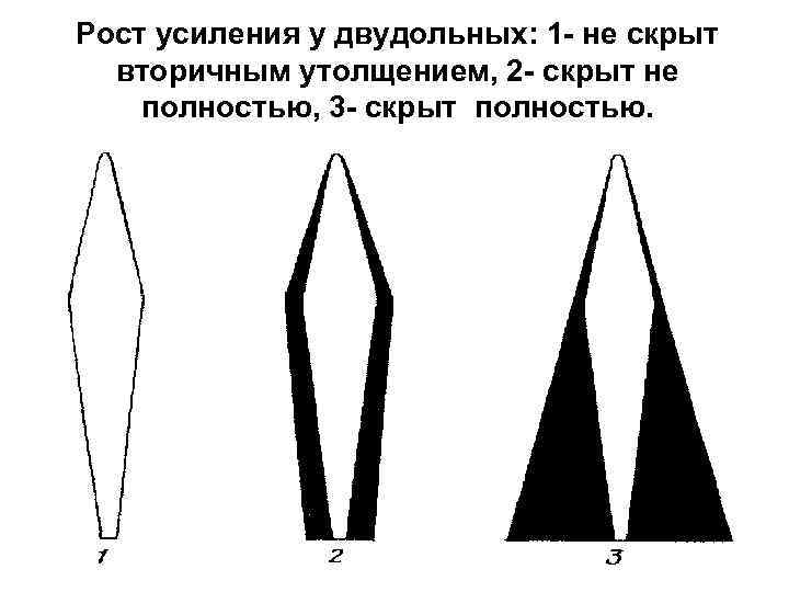 Рост усиления у двудольных: 1 - не скрыт вторичным утолщением, 2 - скрыт не