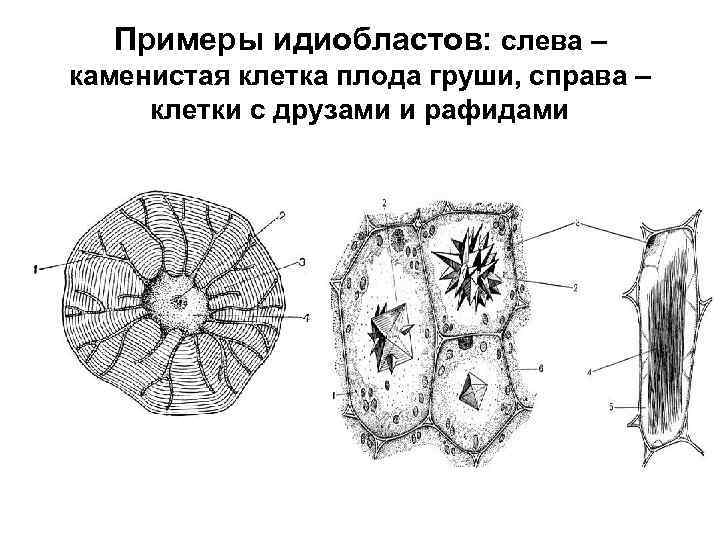 Примеры идиобластов: слева – каменистая клетка плода груши, справа – клетки с друзами и