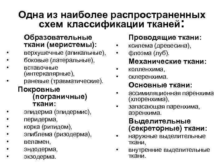 Одна из наиболее распространенных схем классификации тканей: Образовательные ткани (меристемы): • • верхушечные (апикальные),