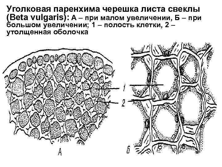 Основная ткань растений паренхима. Клетки колленхимы черешка листа свеклы. Поперечный срез черешка листа свеклы. Поперечный срез черешка листа бегонии.