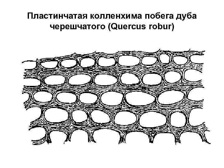 Пластинчатая колленхима побега дуба черешчатого (Quercus robur) 