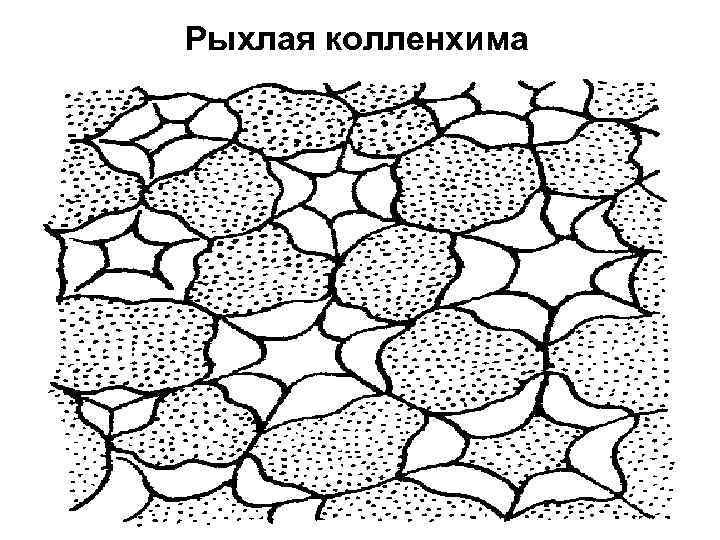 Механическая ткань стебля. Рыхлая колленхима черешка листа. Механическая ткань у листа рыхлая колленхима. Рыхлая колленхима черешка листа лопуха большого. Рыхлая колленхима под микроскопом.