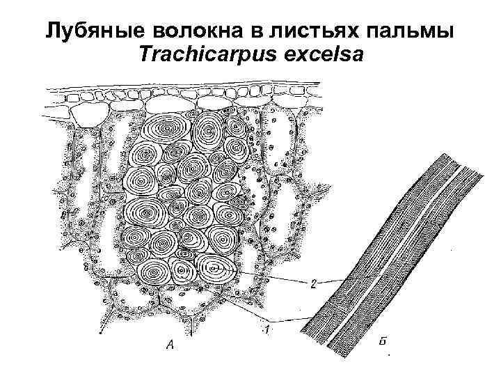 Лубяные волокна в листьях пальмы Trachicarpus excelsa 