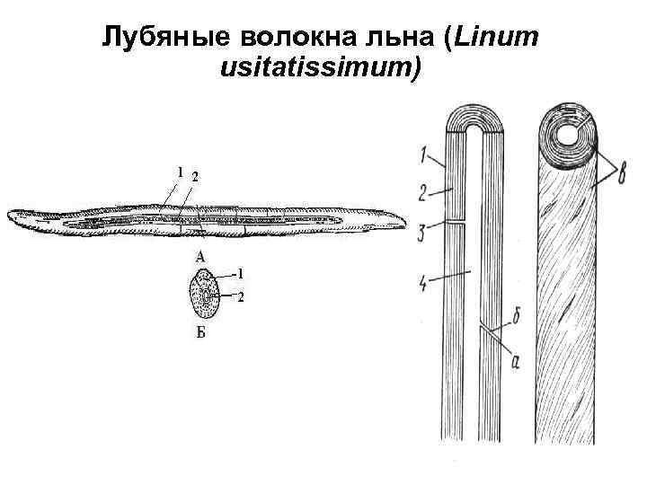 Лубяные волокна льна (Linum usitatissimum) 