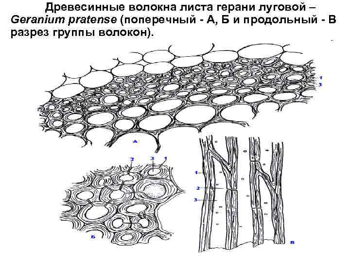 Древесинные волокна листа герани луговой – Geranium pratense (поперечный - А, Б и продольный