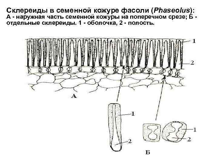 Склереиды в семенной кожуре фасоли (Phaseolus): А - наружная часть семенной кожуры на поперечном