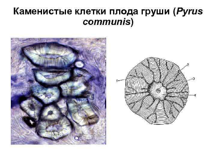 Каменистые клетки плода груши (Pyrus communis) 