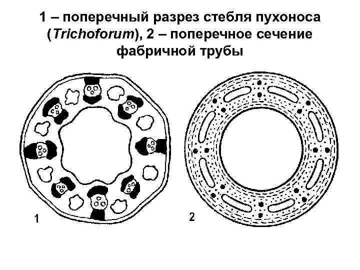 1 – поперечный разрез стебля пухоноса (Trichoforum), 2 – поперечное сечение фабричной трубы 