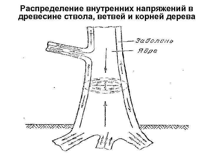 Распределение внутренних напряжений в древесине ствола, ветвей и корней дерева 