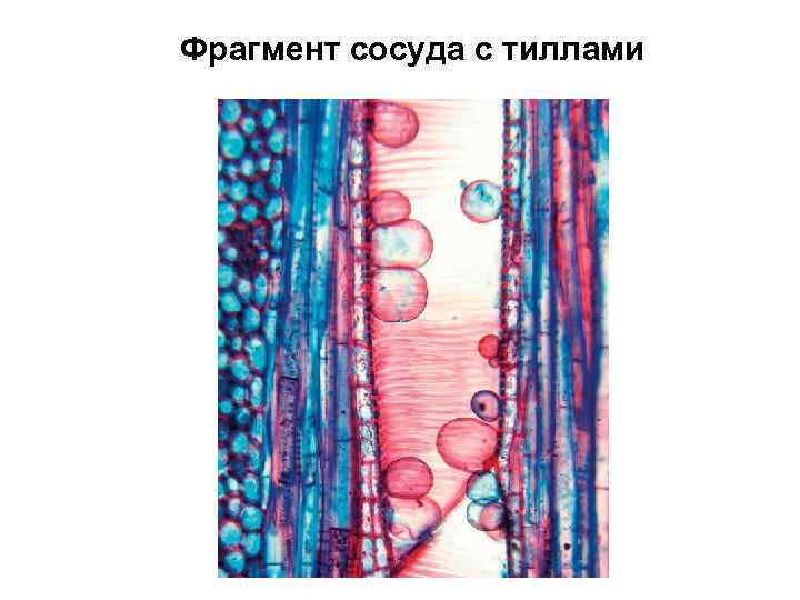 Фрагмент сосуда с тиллами 